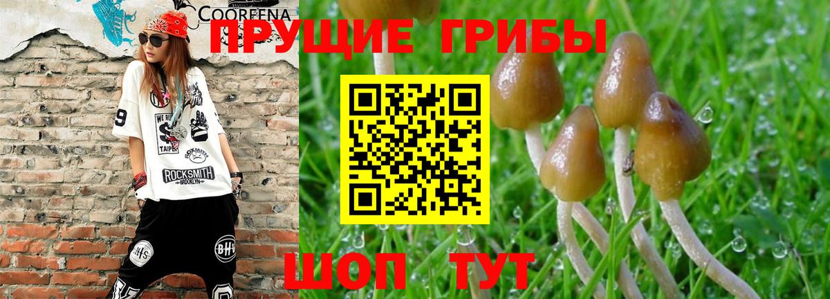 Ульяновск  Псилоцибиновые грибы Psilocybe  Вход с VPN  Галлюциногенные грибы прущие грибы 